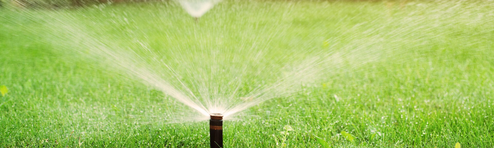 Green Grass Being Watered With Automatic Sprinkler System Sunny
